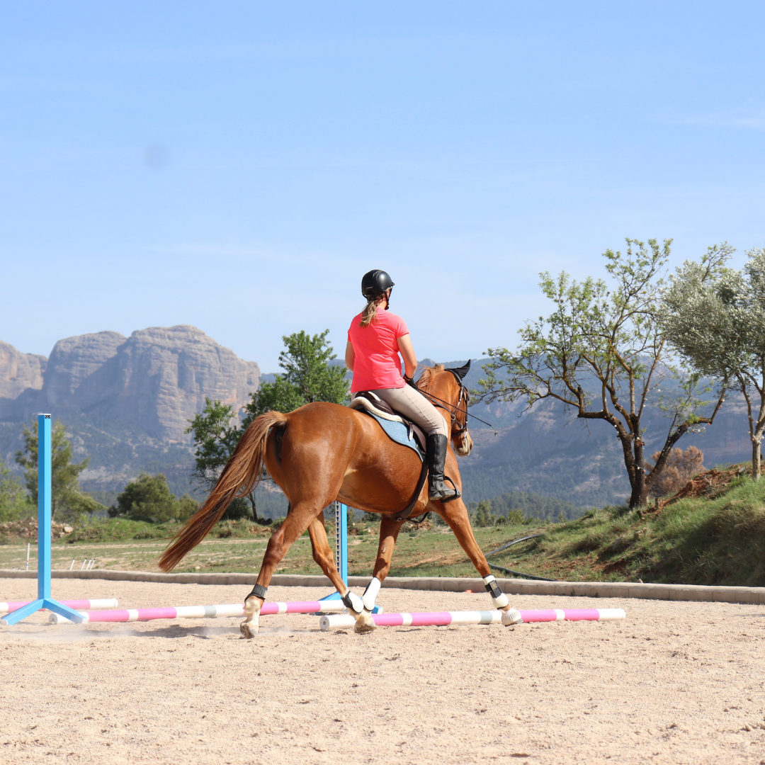 Dressage between the jumps warm up exercises for jumpers